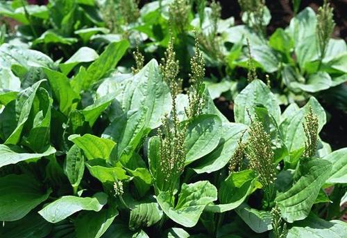 车前子对牛皮癣有啥功效