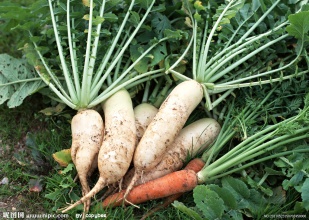 冬季牛皮癣患者吃萝卜有什么益处呢 冬季牛皮癣患者吃萝卜有什么益处呢