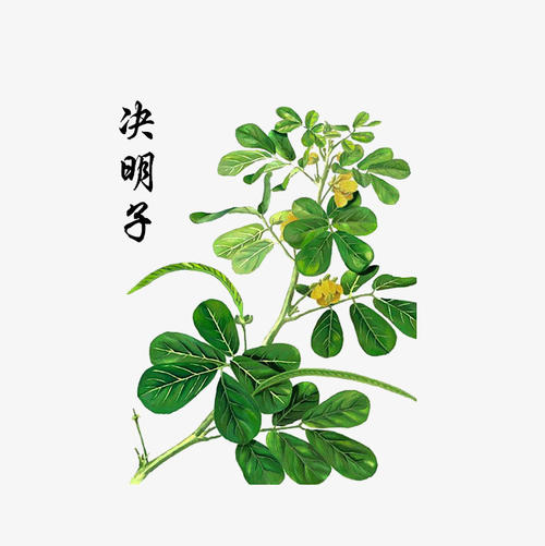 决明子可以减肥吗