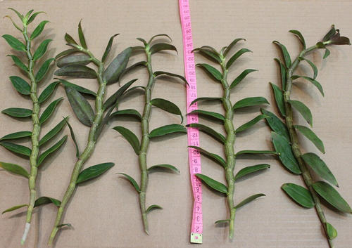 石斛泡水有啥好处